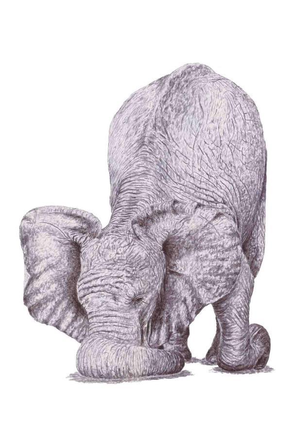 Knysna Elephant Park Lodge เพลตเตนเบิร์กเบย์ ภายนอก รูปภาพ