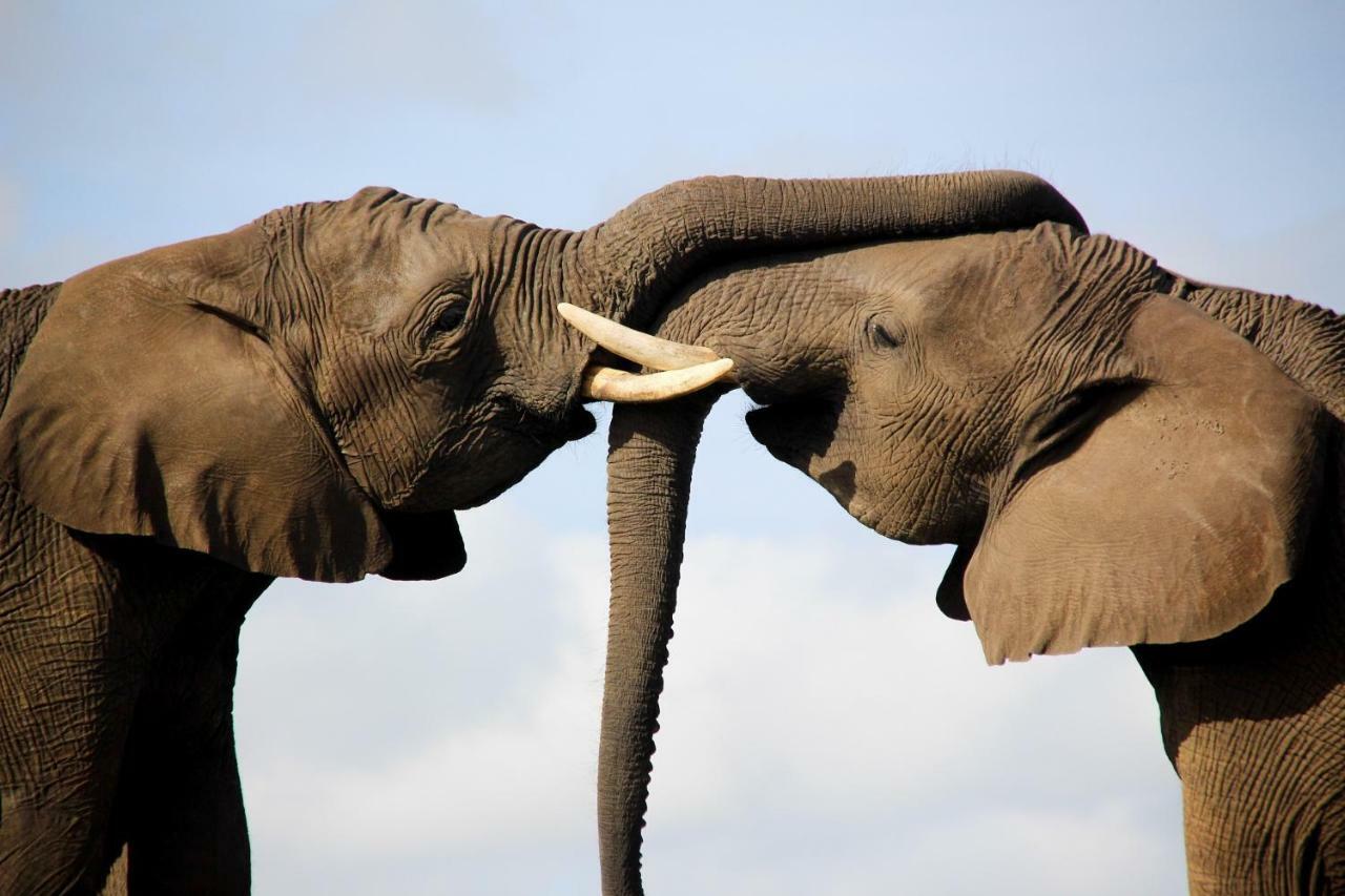 Knysna Elephant Park Lodge เพลตเตนเบิร์กเบย์ ภายนอก รูปภาพ