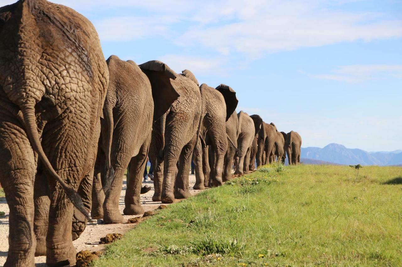 Knysna Elephant Park Lodge เพลตเตนเบิร์กเบย์ ภายนอก รูปภาพ